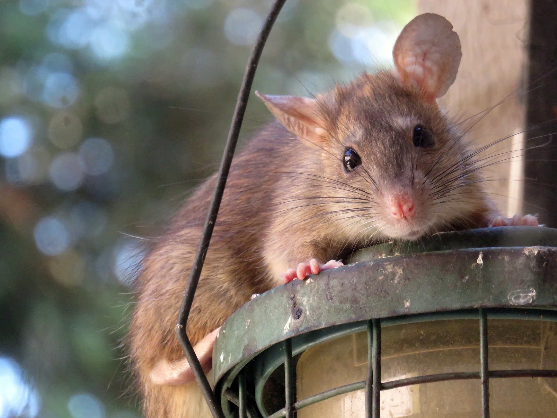 The Cheesy Truth About Rodent Bait