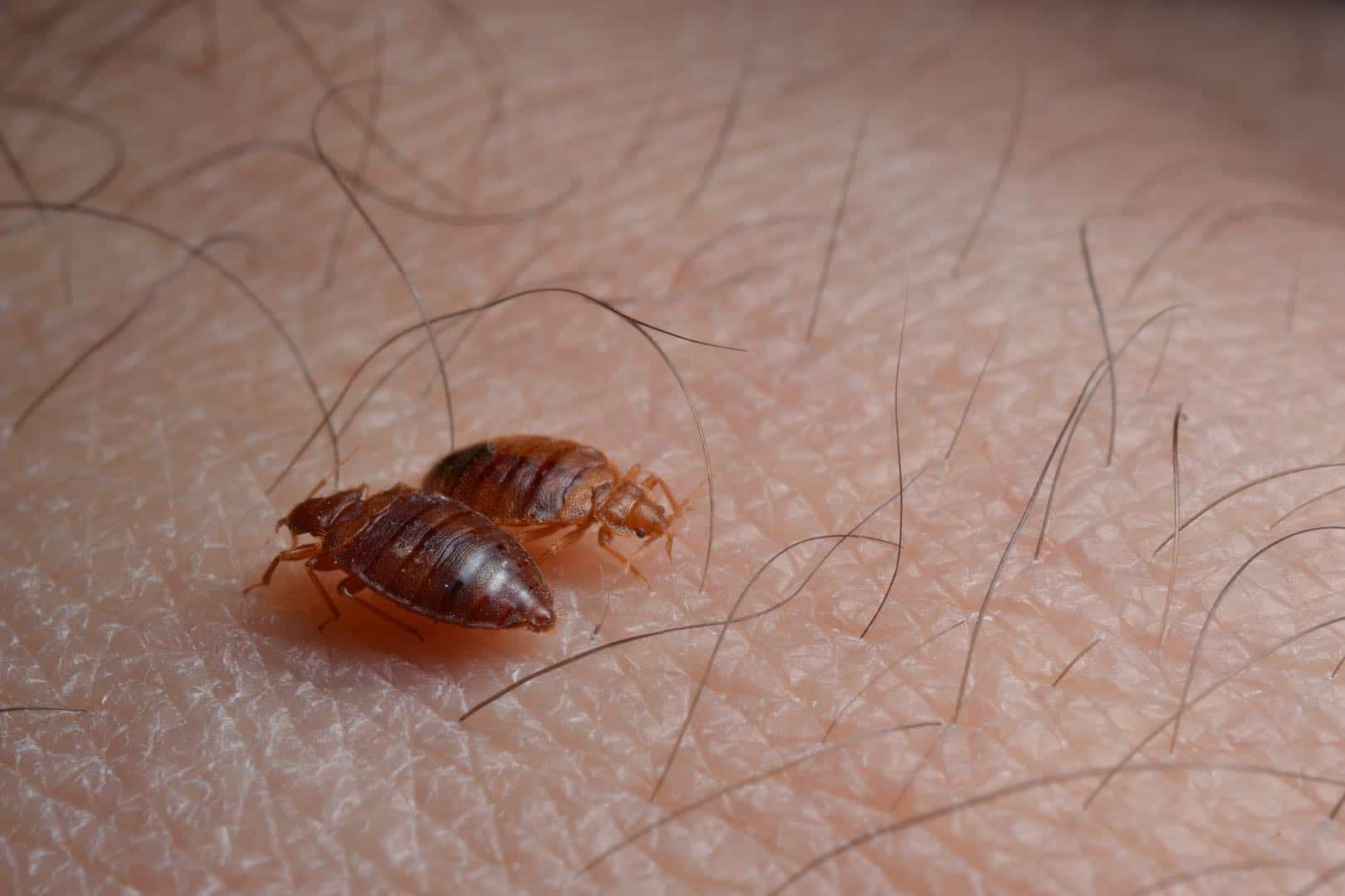 bed bug bites blood on sheets