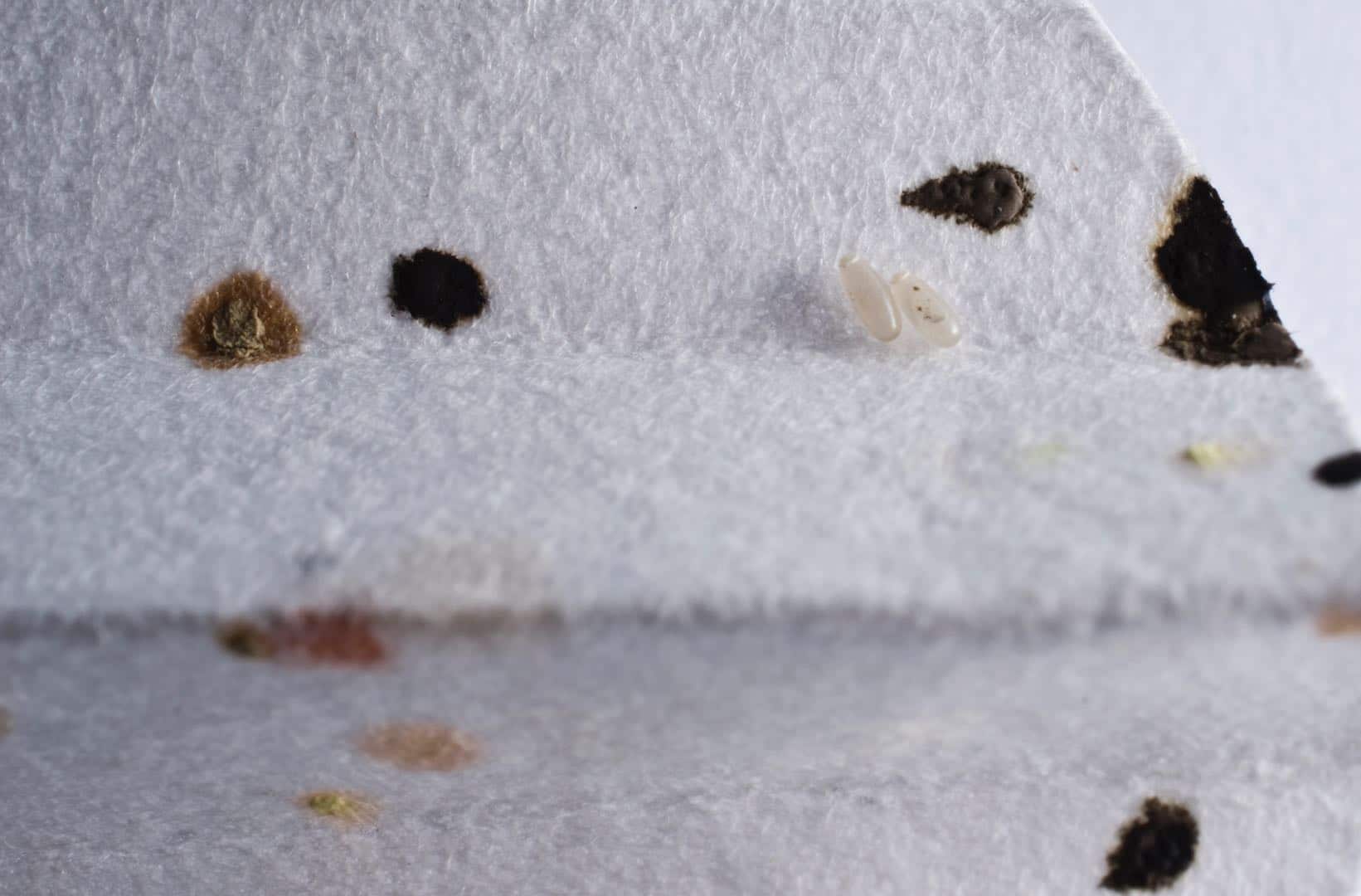 bed bug casings