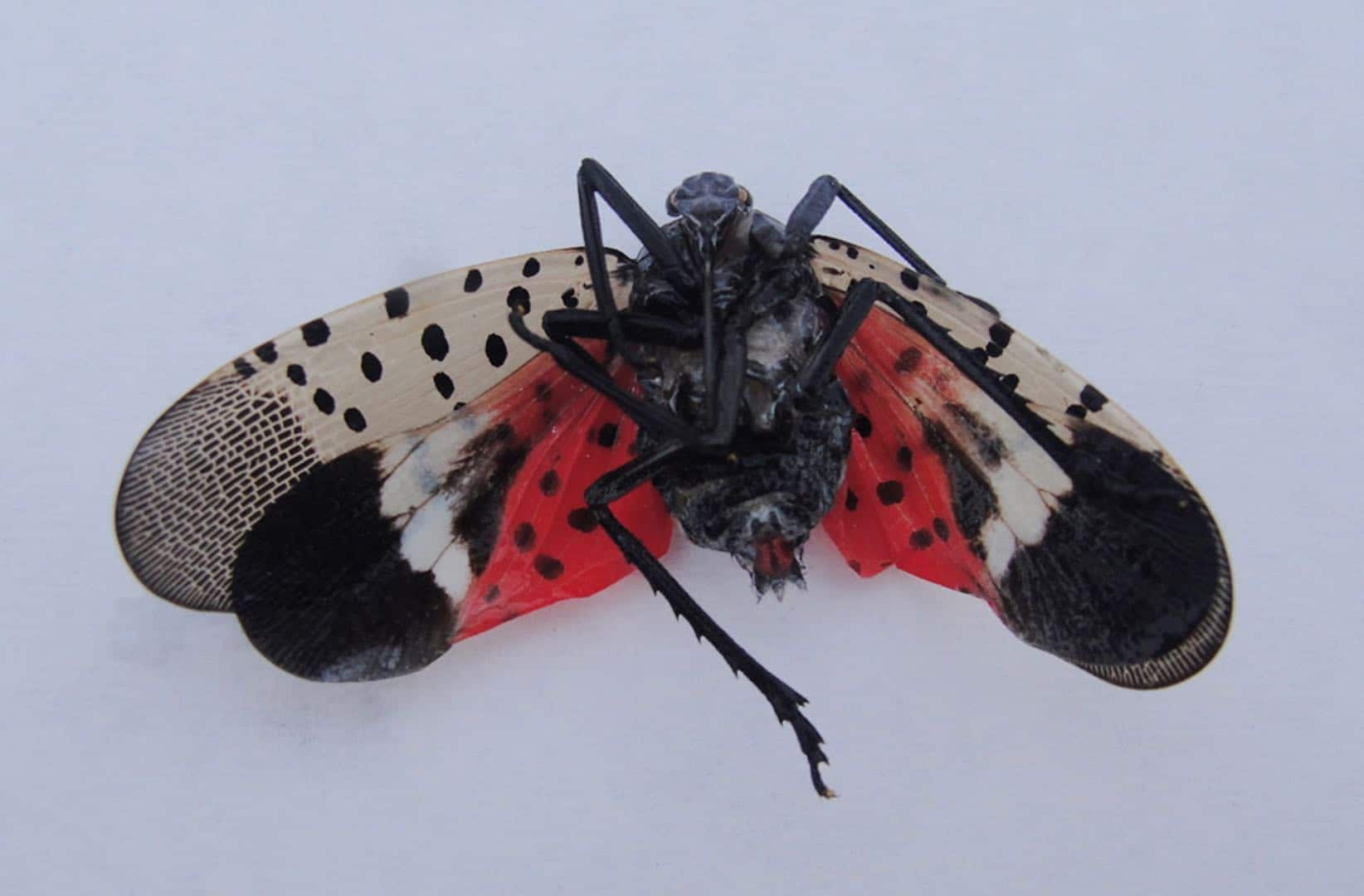 Christmas Tree Bugs Beware the Spotted Lanternfly The Pest Rangers