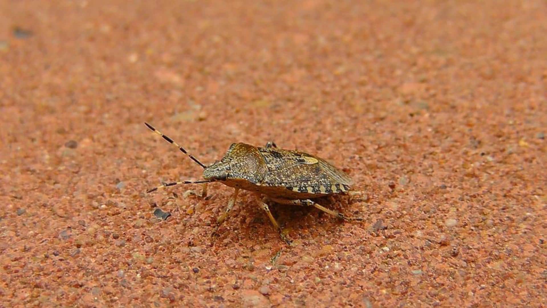 How We Got Rid of Stink Bugs  Easy DIY Brown Marmorated Stink Bug Trap 