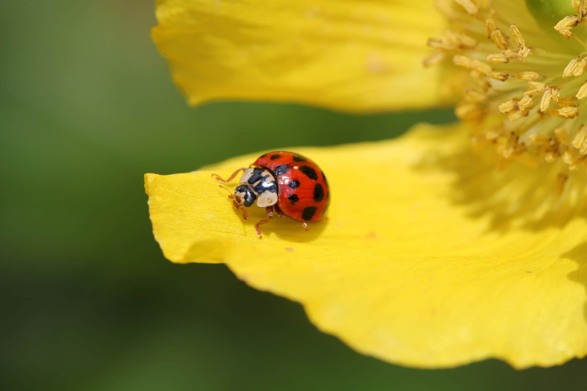 ladybug poisonous to dogs