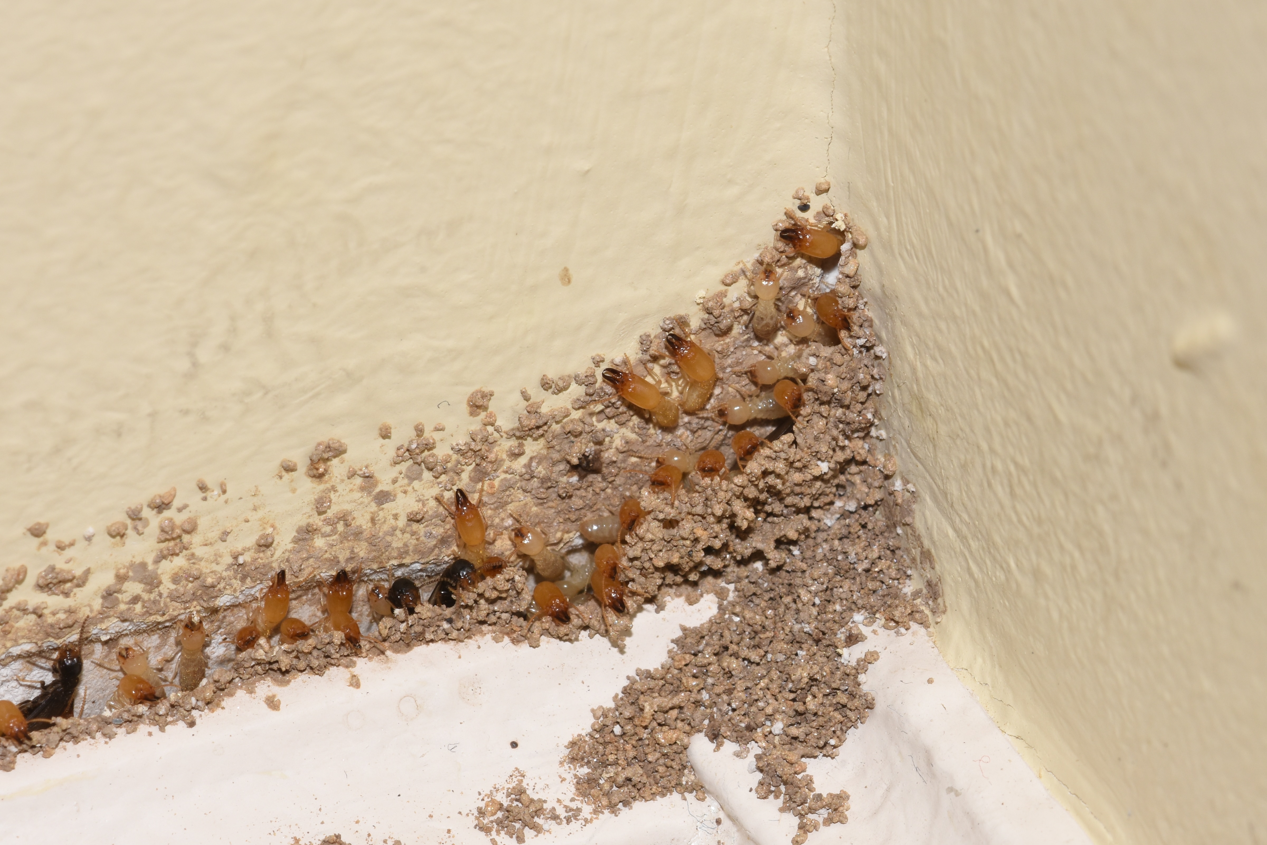 Do You Recognize The 7 Early Warning Signs Of A Termite Infestation