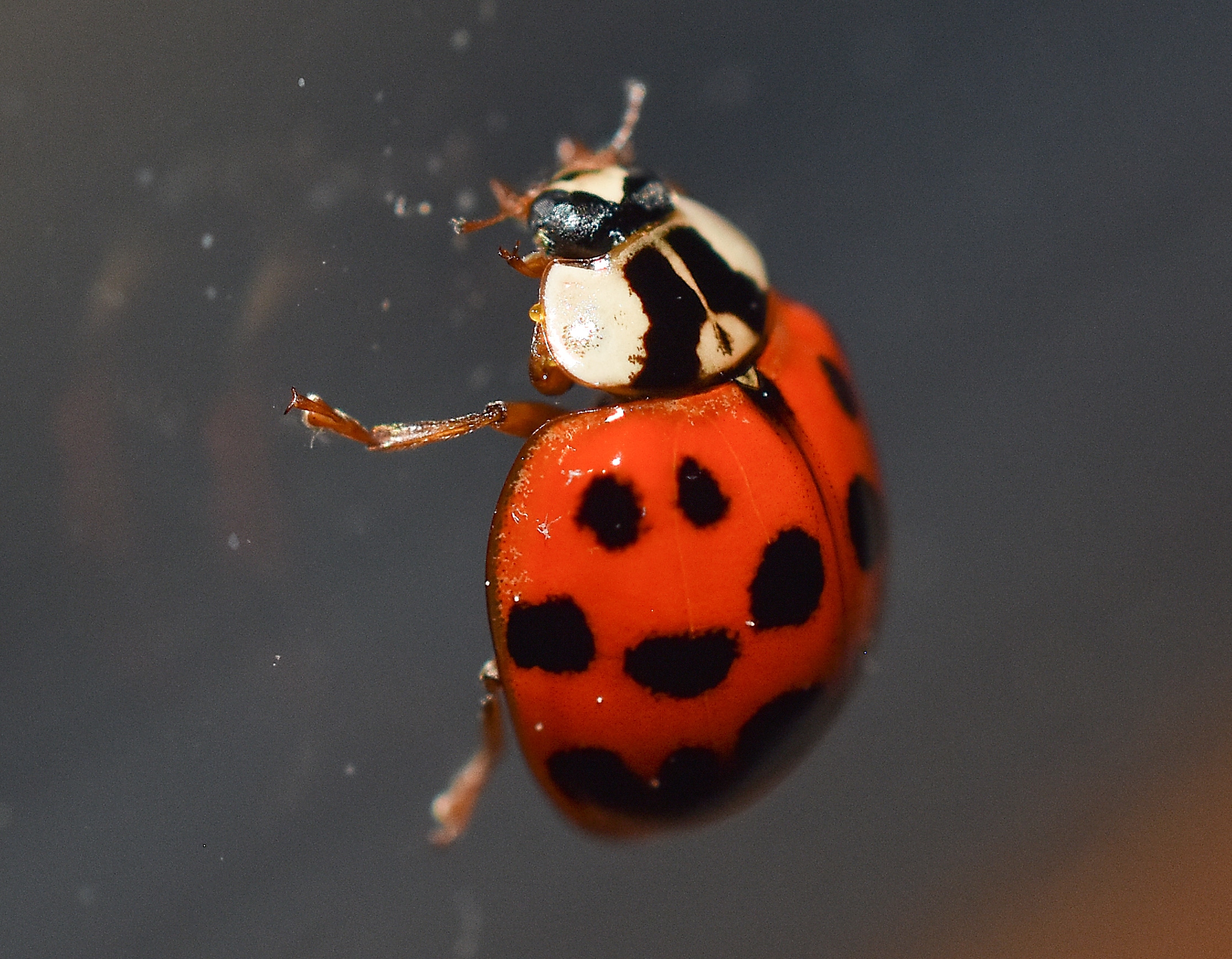 orange ladybug with black spots