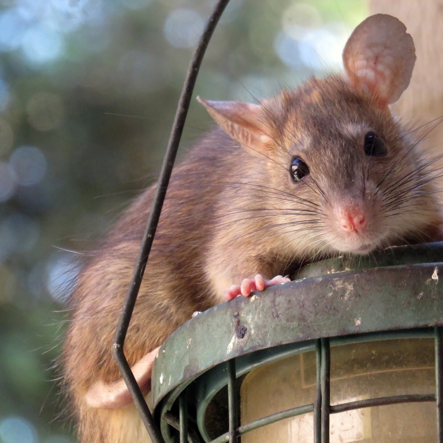 Myths and Facts about Rats and Rodents