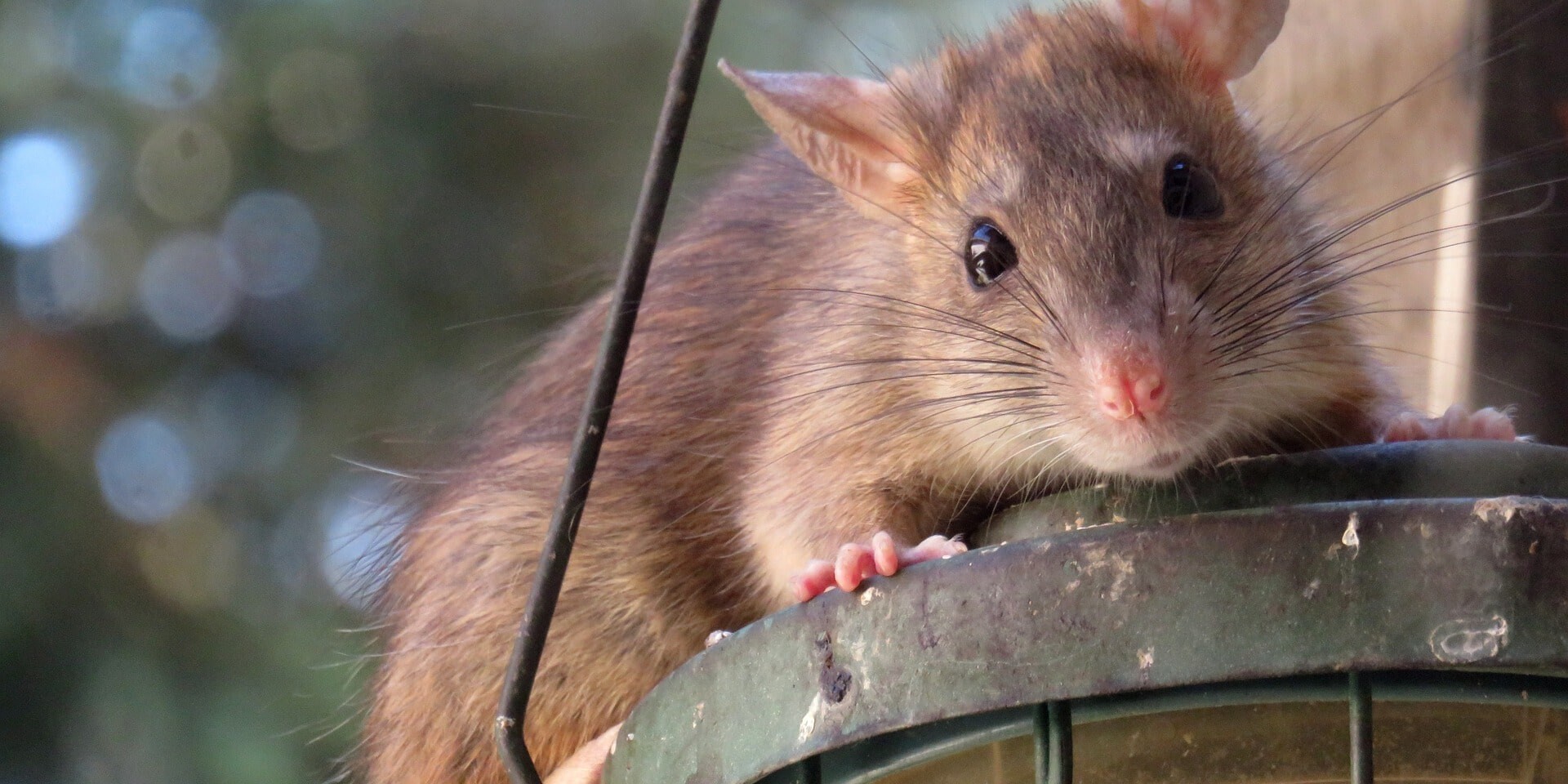 7 Facts & Myths About Small Rodents in Pennsylvania
