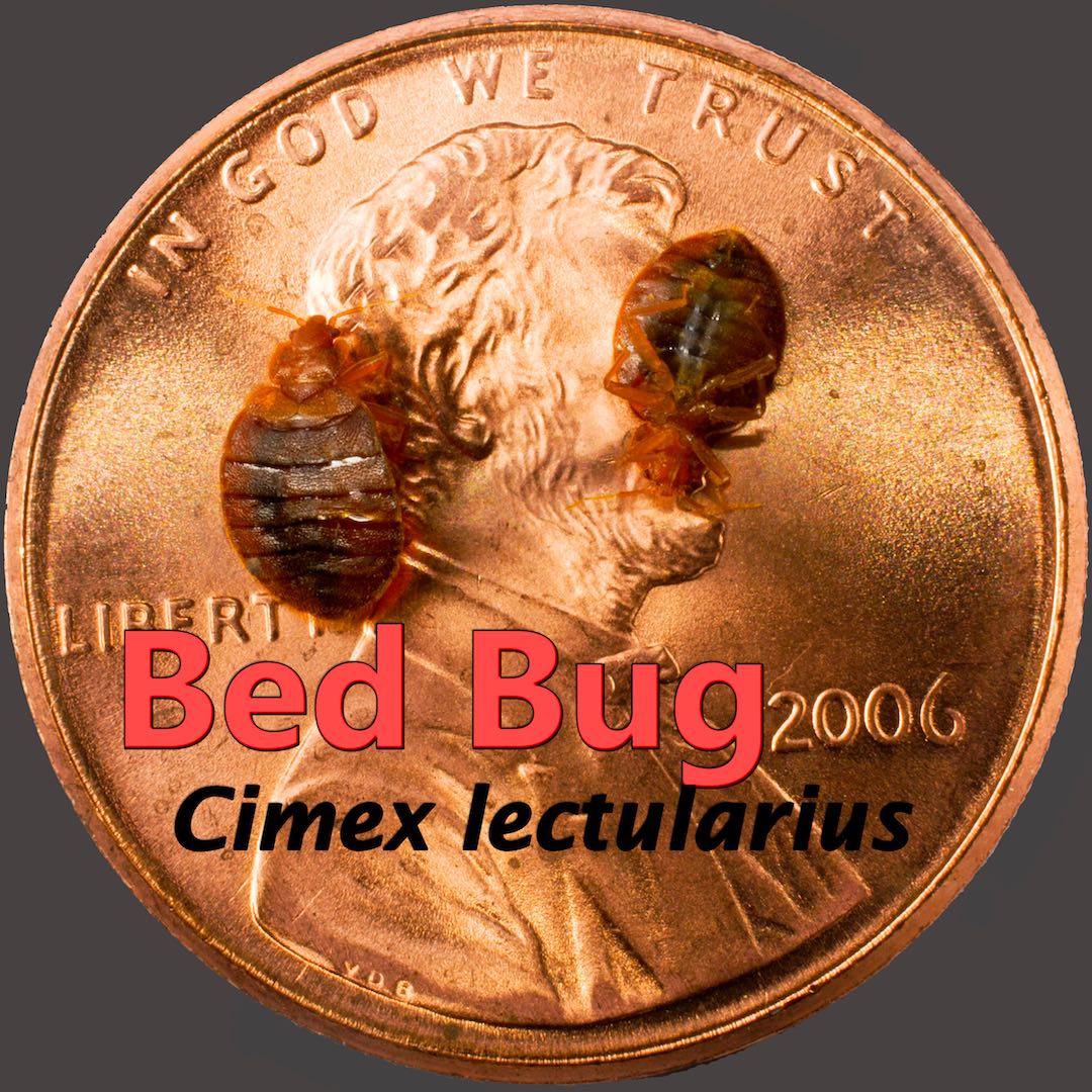 Bed Bugs small on a penny