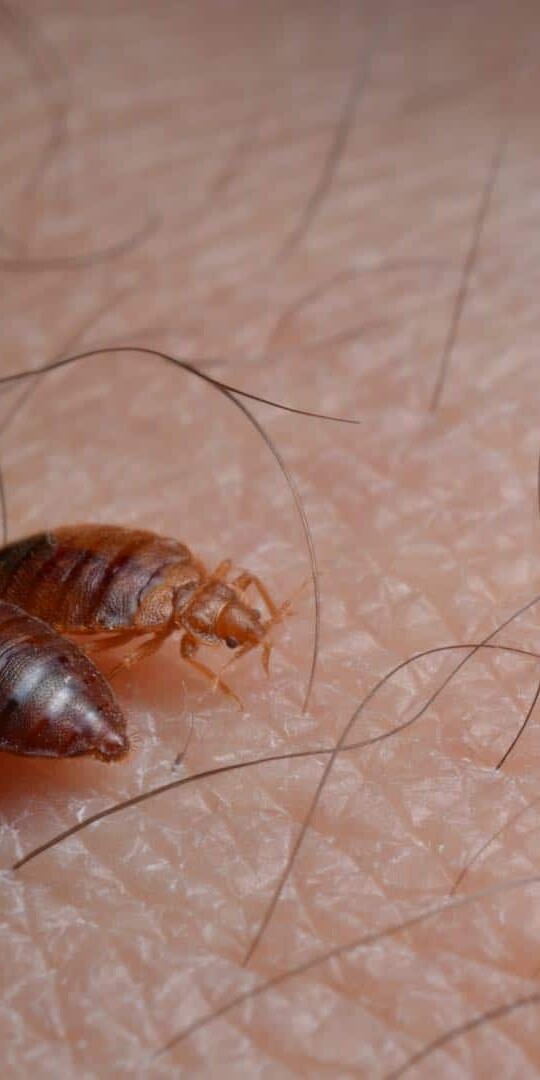 Top 25 sings of bed bugs