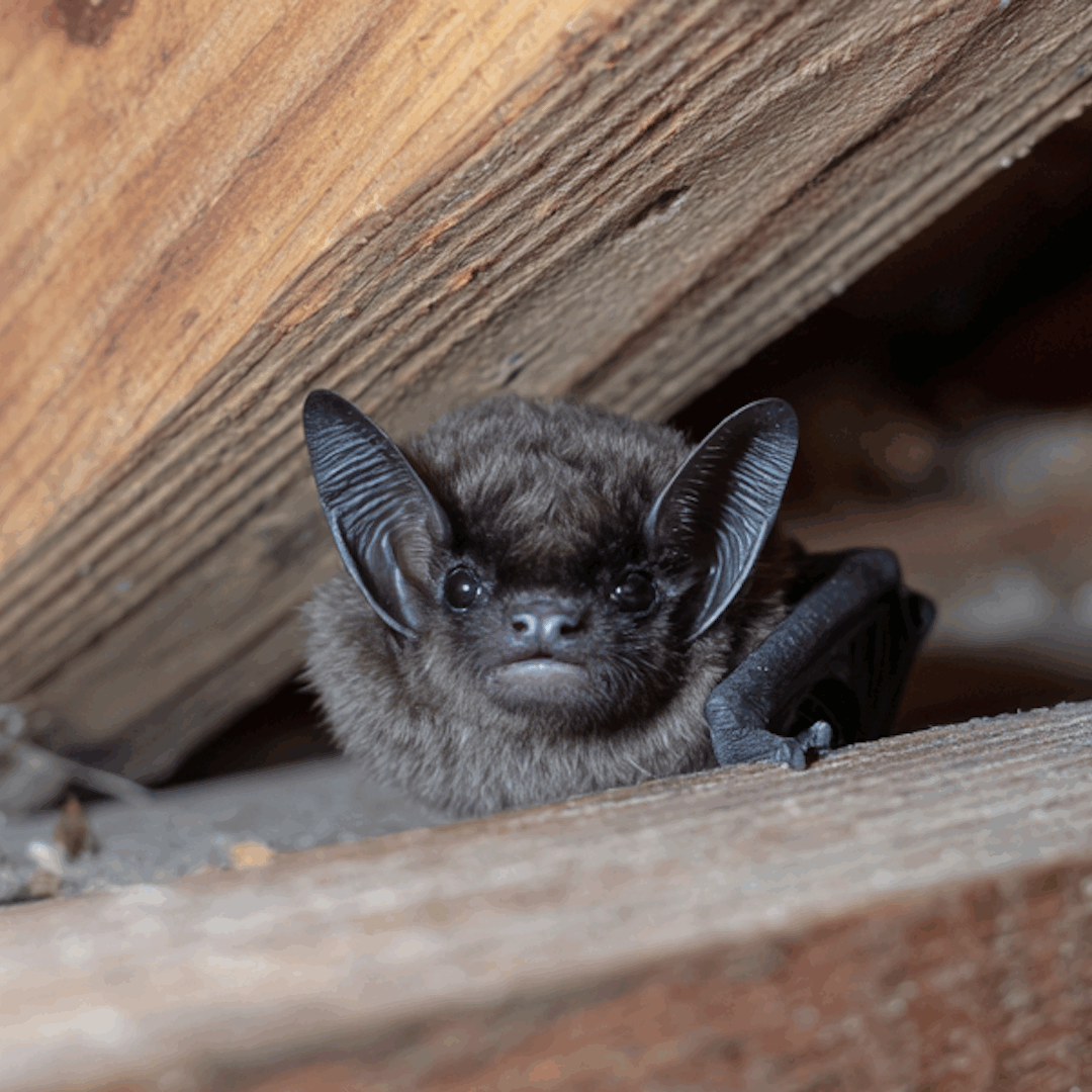 Bat Pest Control | 7 Things Pennsylvania Homeowners Should Know