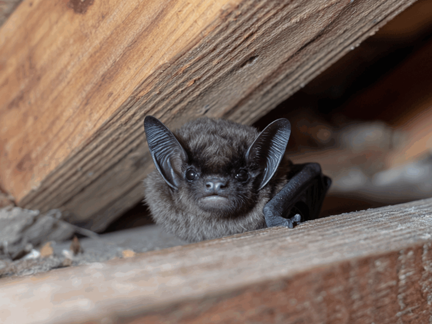 Bat Pest Control | 7 Things Pennsylvania Homeowners Should Know