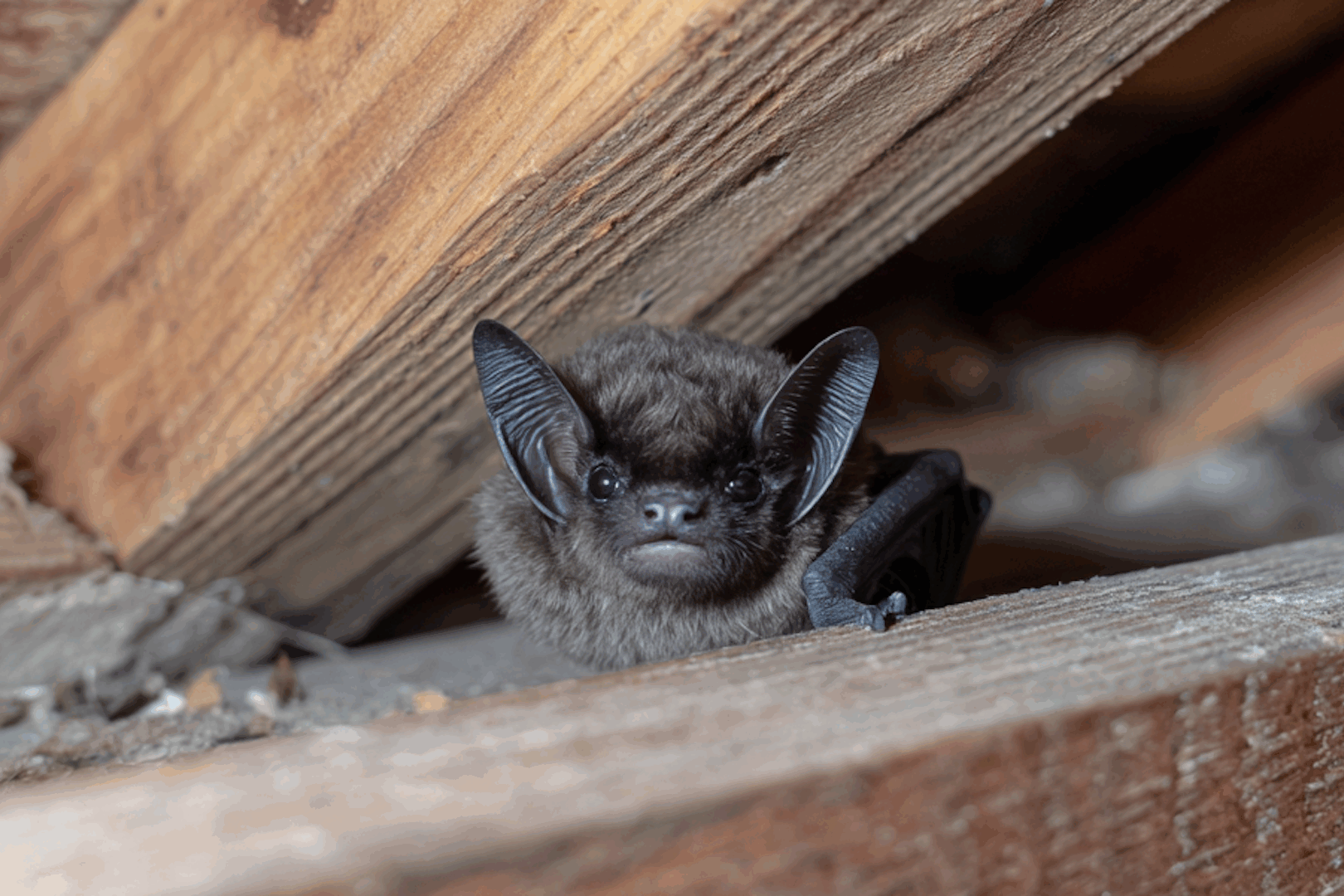 Bat Pest Control | 7 Things Pennsylvania Homeowners Should Know