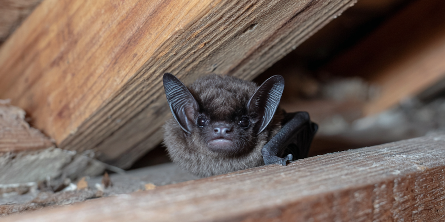 Bat Pest Control | 7 Things Pennsylvania Homeowners Should Know-The Pest Rangers
