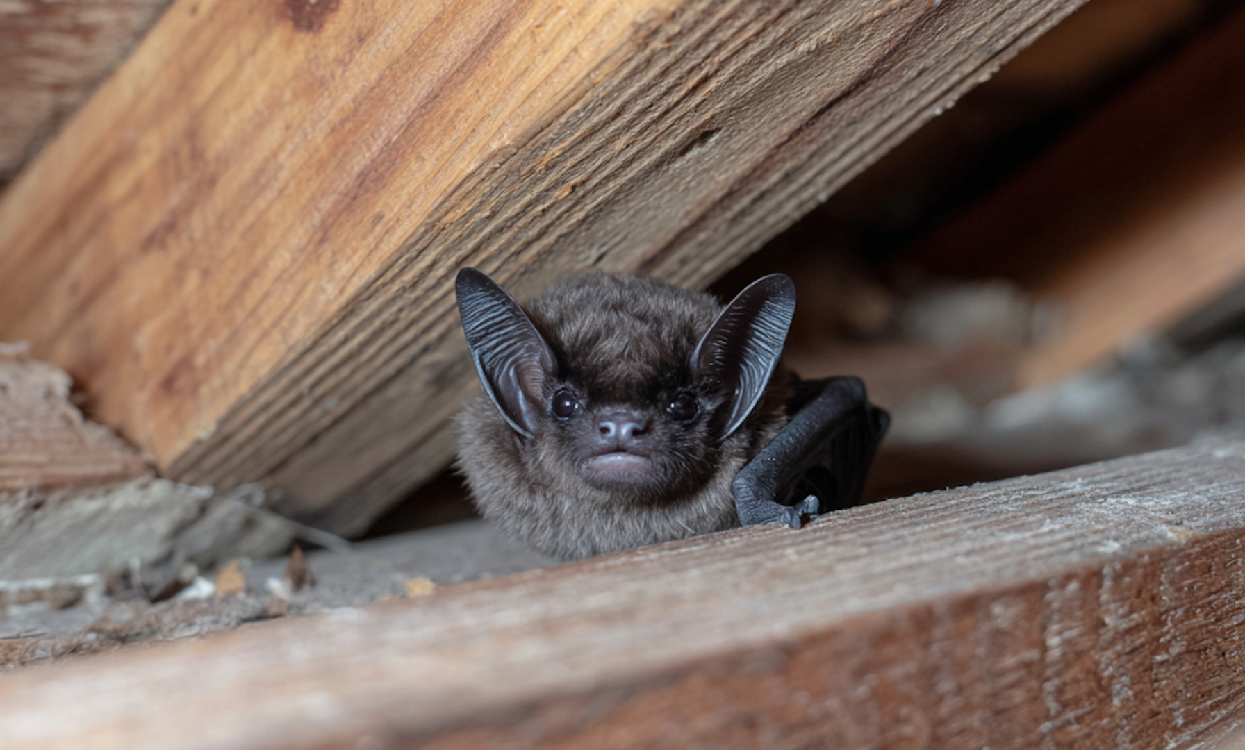Bat Pest Control | 7 Things Pennsylvania Homeowners Should Know