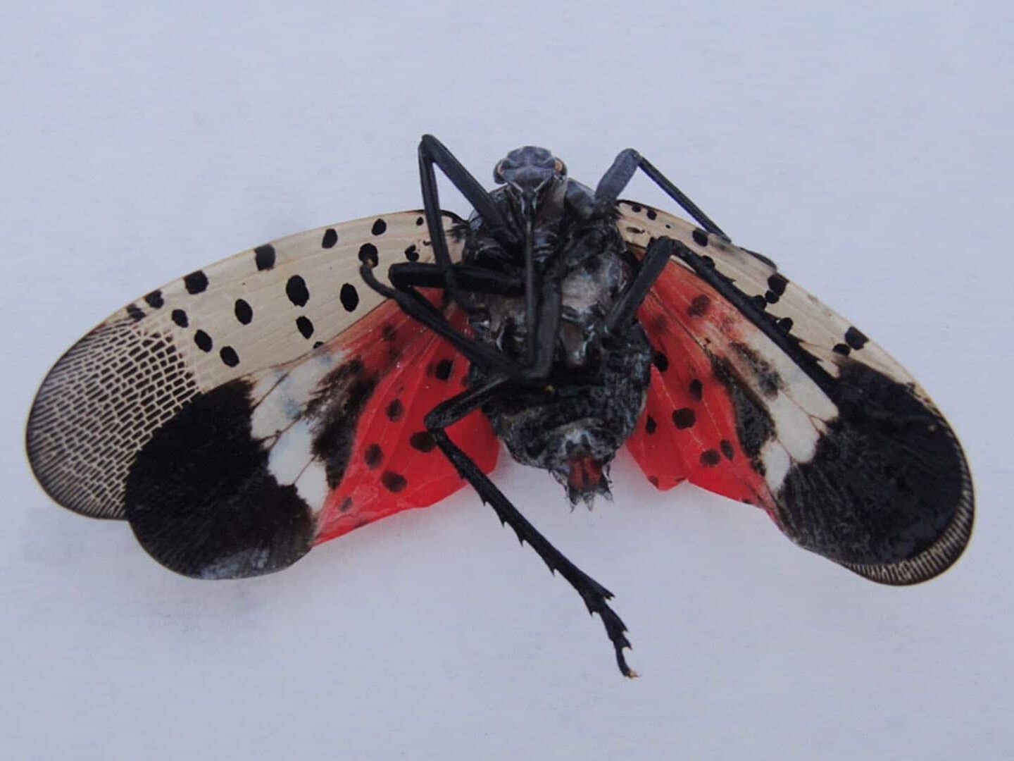 Christmas Tree Bugs - Spotted Lanternfly