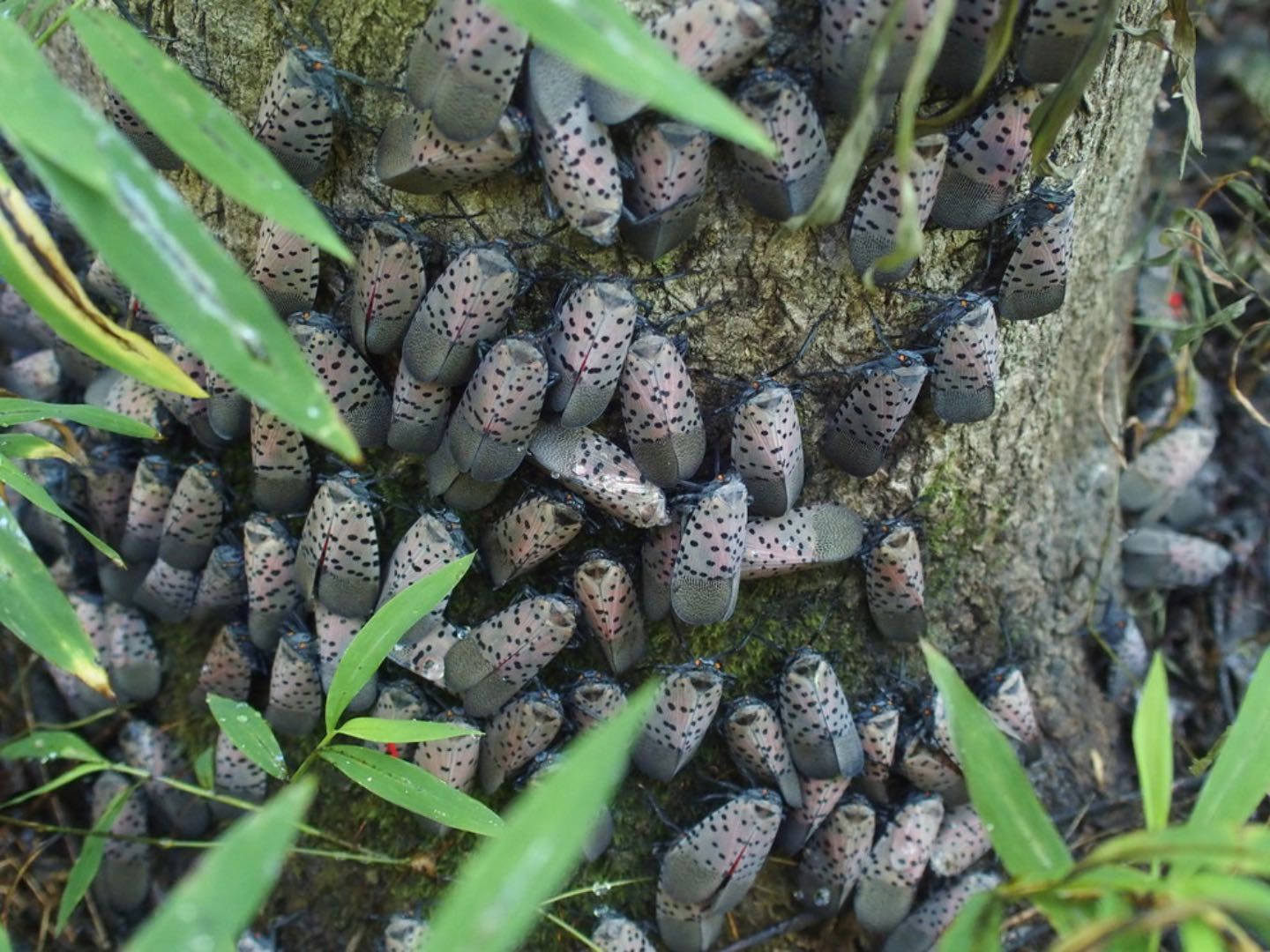 Spotted Lanternfly on trees in PA