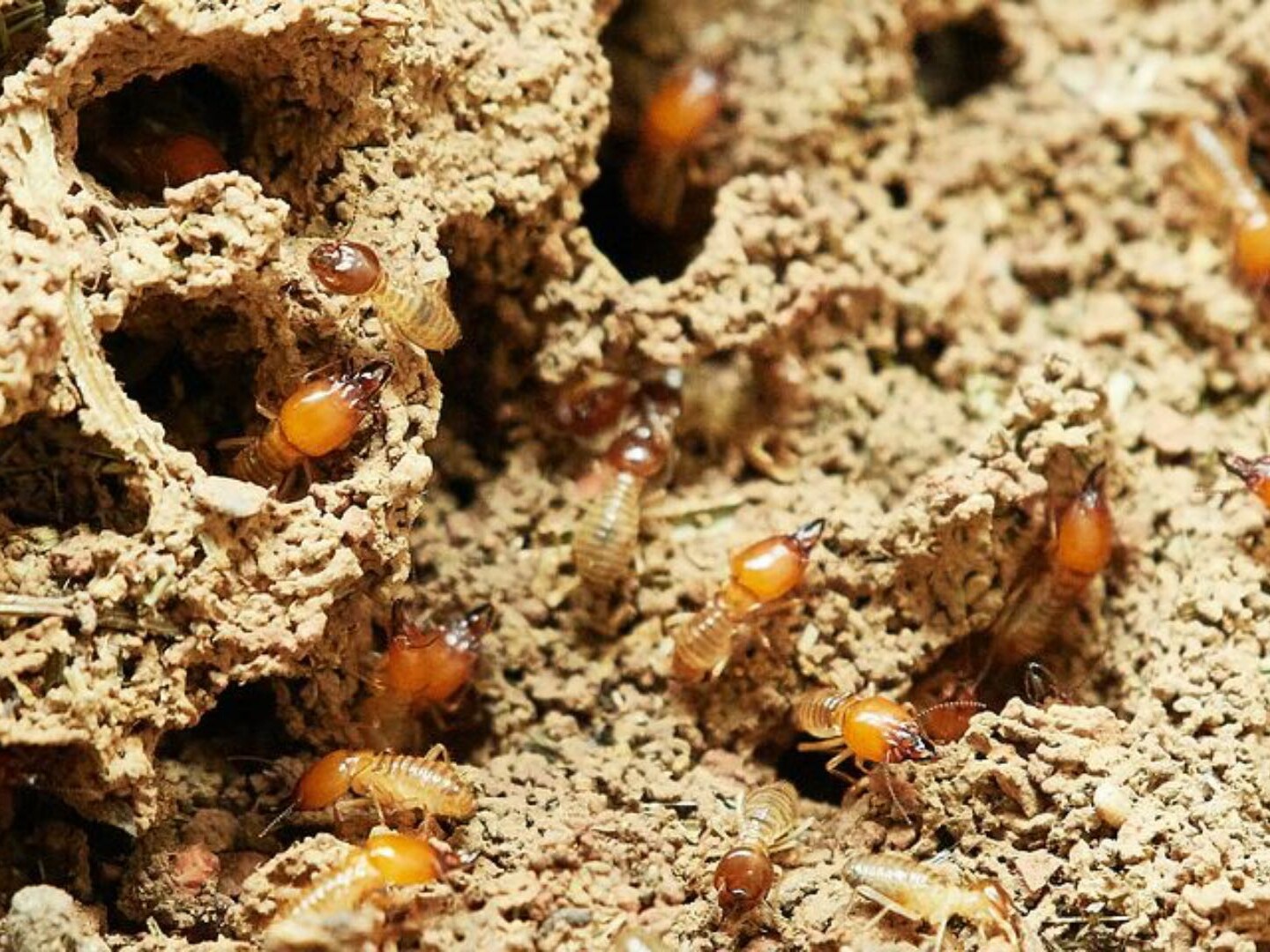 Termite Exterminator to rid pest