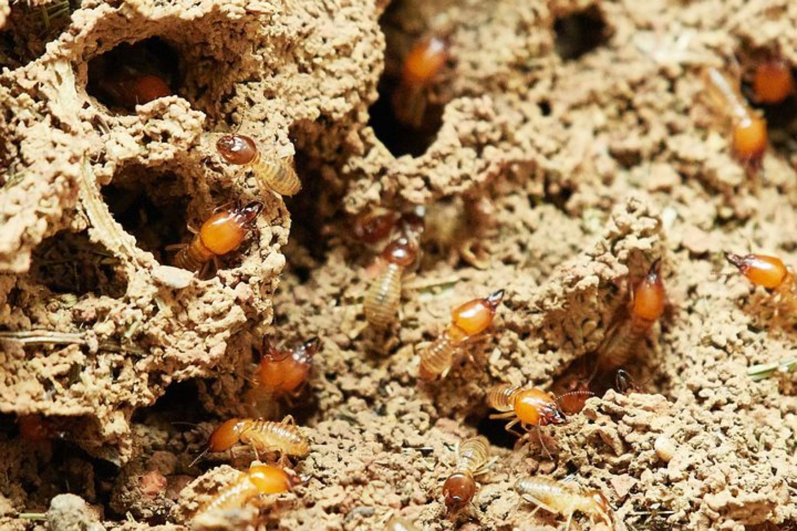 Termite Exterminator to rid pest