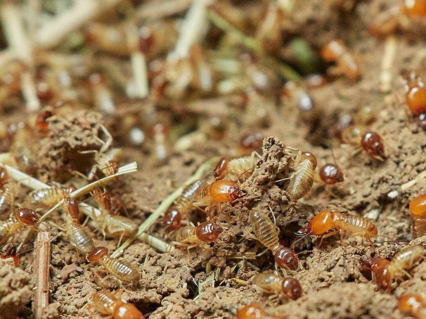 Termite Pest Control | Top 15 Things You Should Know