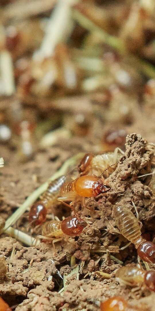 Termite Pest Control | Top 15 Things You Should Know