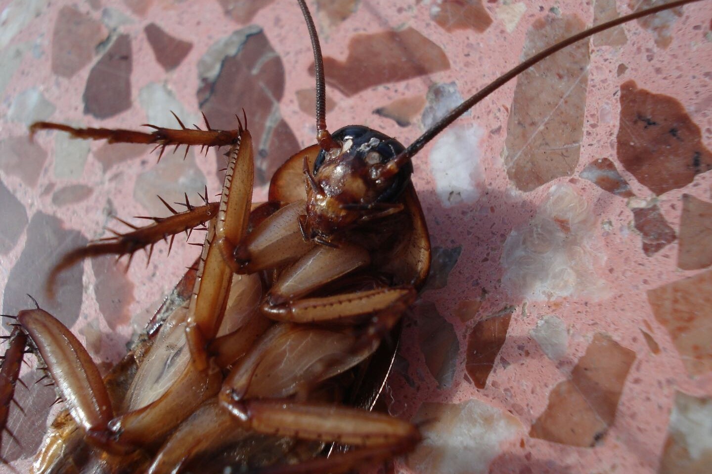 Winter Pest Control Cockroach The Pest Rangers