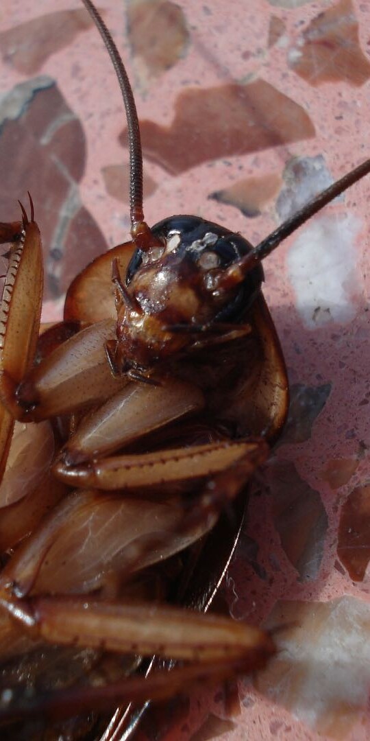 Winter Pest Control Cockroach The Pest Rangers