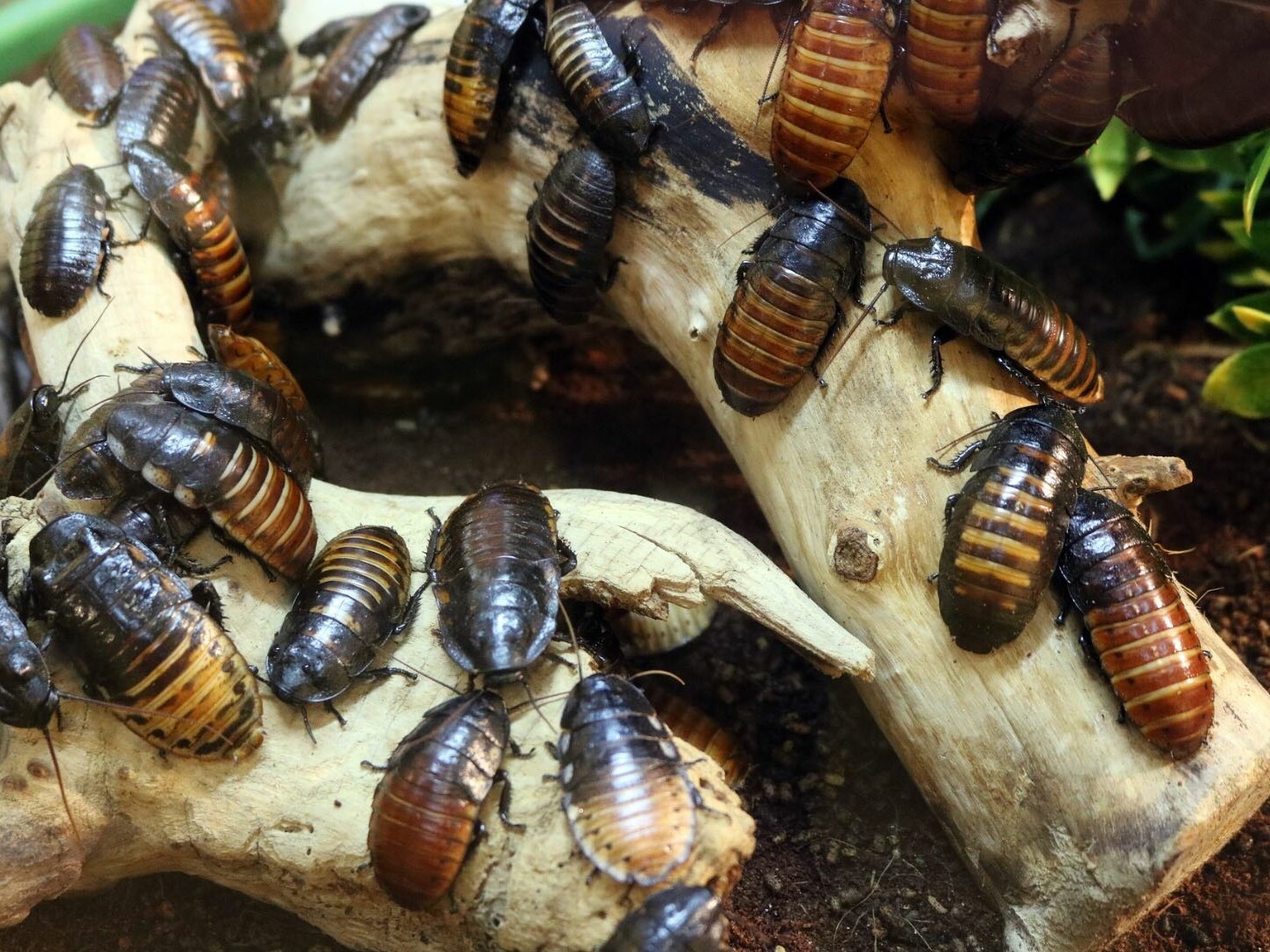 How to Keep Cockroaches Away: 9 Easy Methods to Keep Bugs Away
