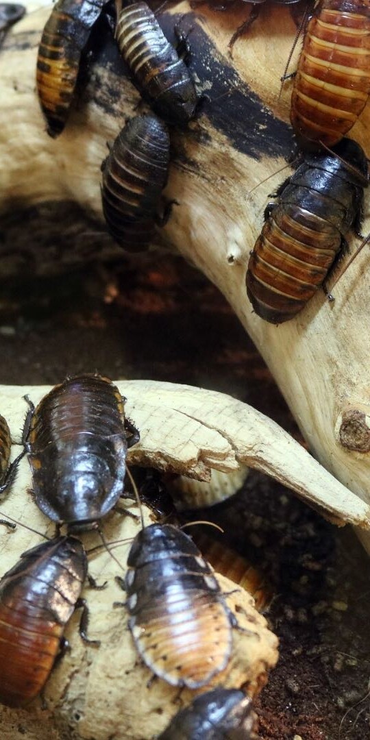 How to Keep Cockroaches Away: 9 Easy Methods to Keep Bugs Away