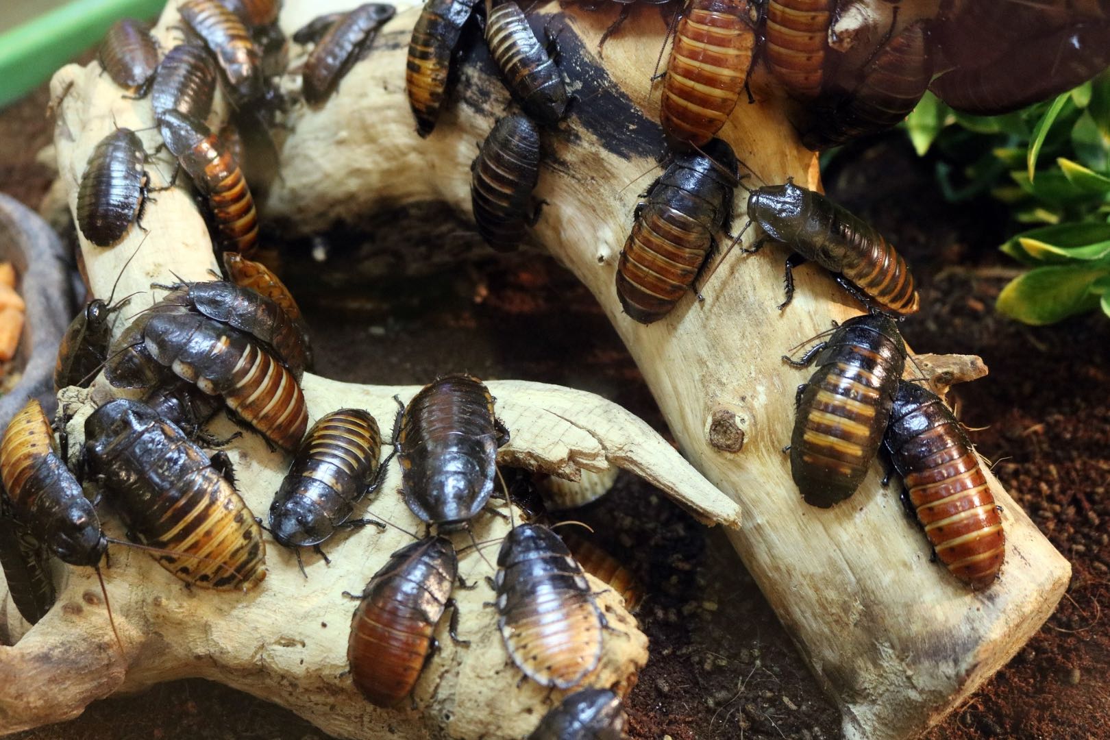 why are cockroaches attracted to cardboard cockroach zone on how to keep roaches out of cardboard boxes