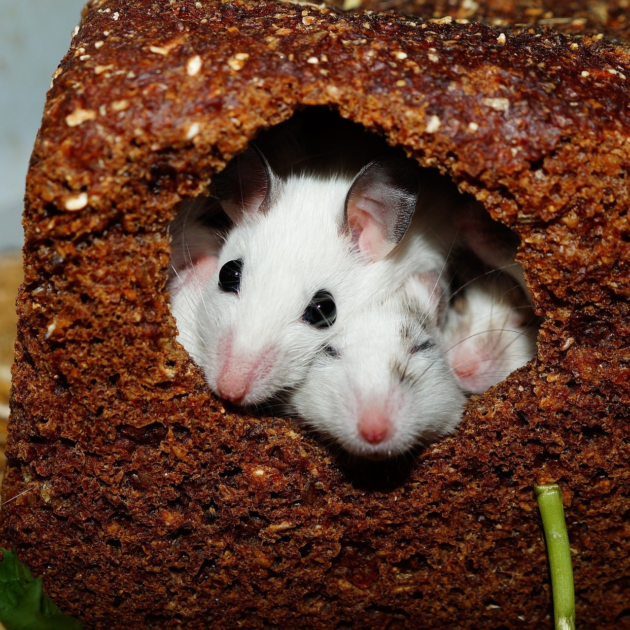 How to Rid Your House of Mice: 11 Proven Tips