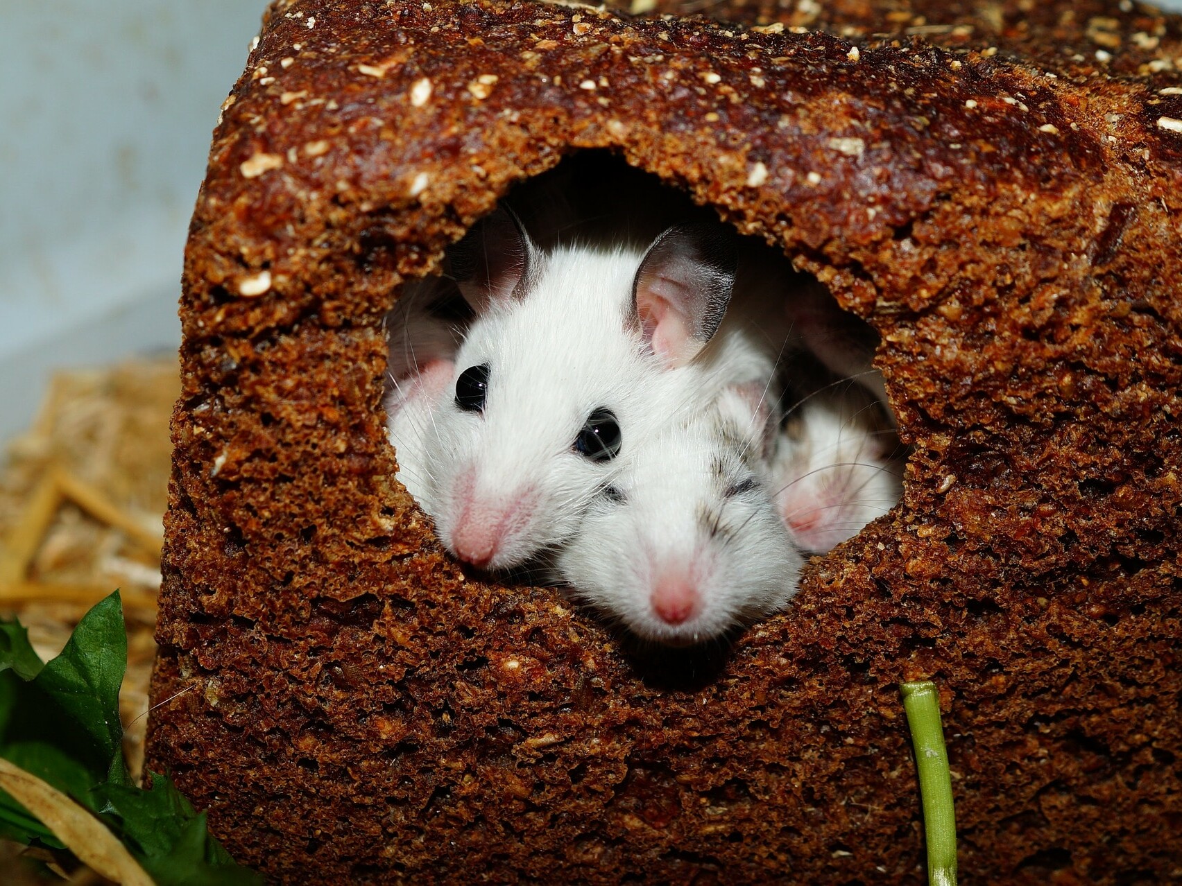 How to Rid Your House of Mice: 11 Proven Tips