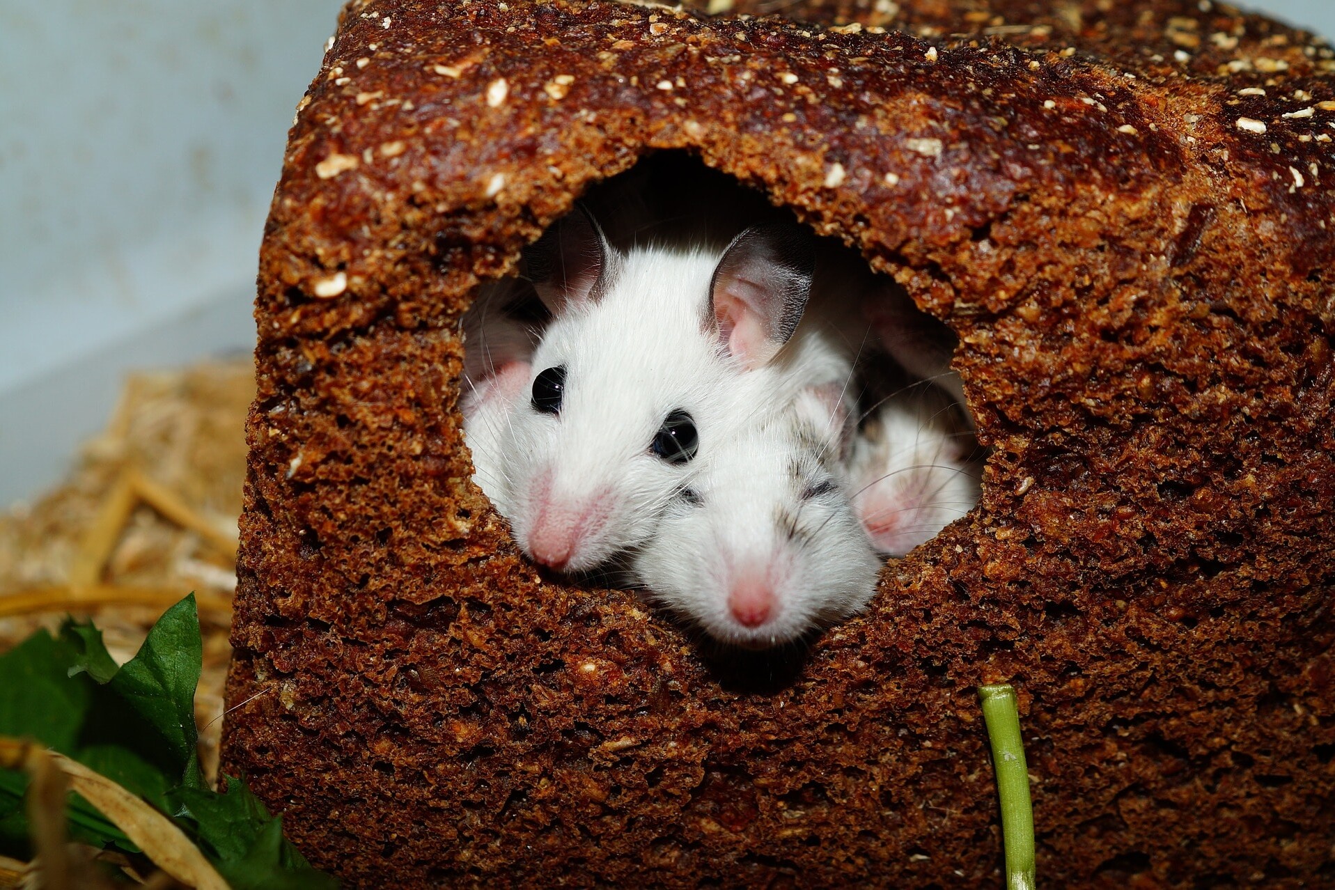 How to Rid Your House of Mice: 11 Proven Tips