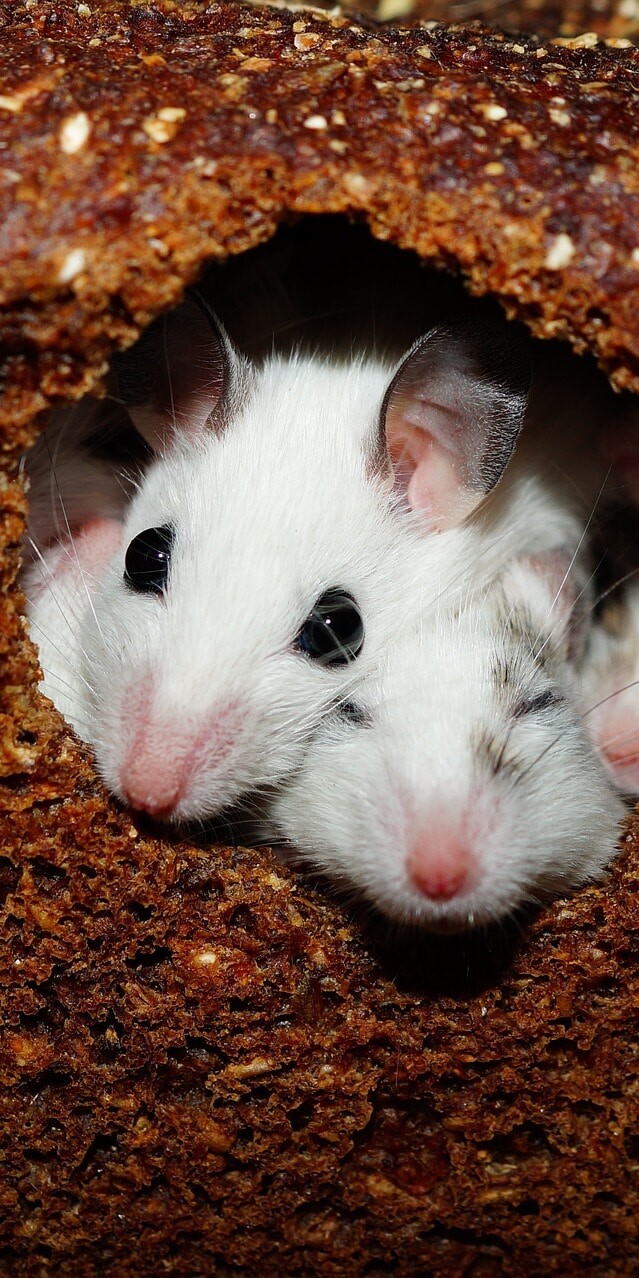 How to Rid Your House of Mice: 11 Proven Tips