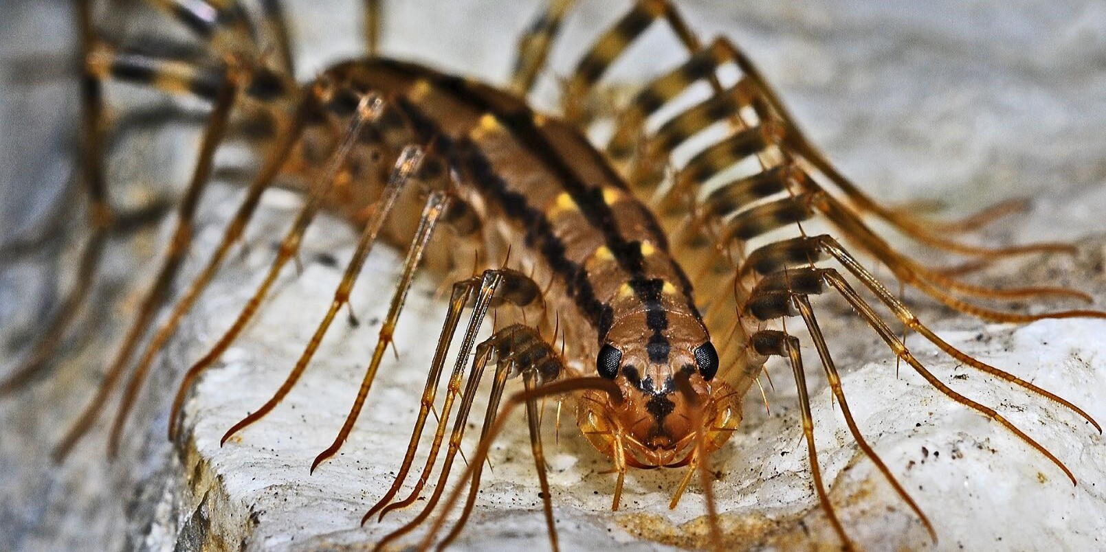 Top 9 Indoor Bugs and What to Do About Them Centipede