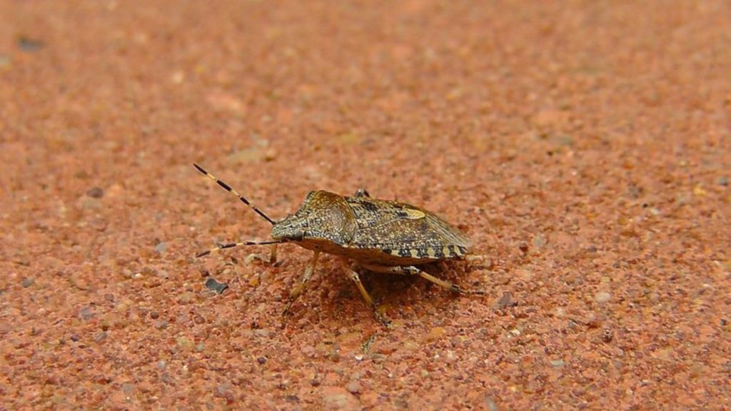 Top 9 Ways to Keep Stink Bugs Away in Northeast PA The Pest Rangers