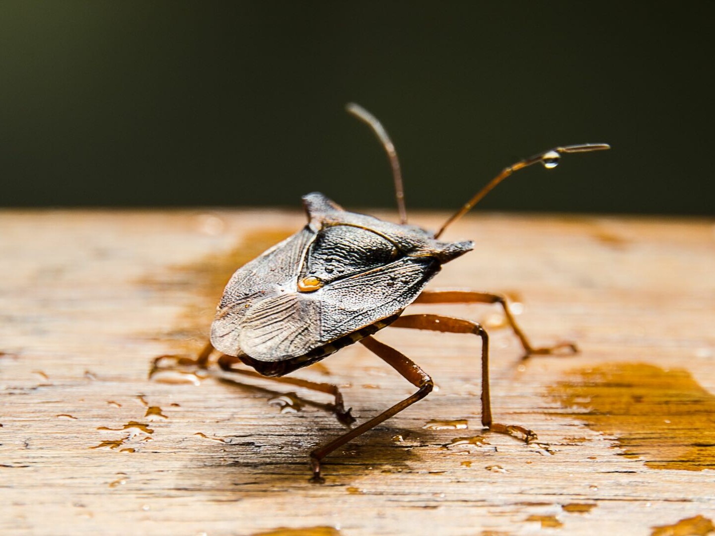 Top 9 Ways to Keep Stink Bugs Away The Pest Rangers Tips