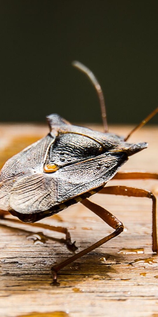 Top 9 Ways to Keep Stink Bugs Away The Pest Rangers Tips