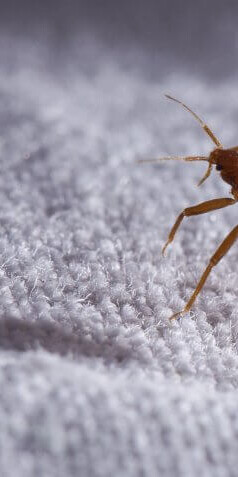 7 Popular Home Remedies for Bed Bugs- Do They Work?