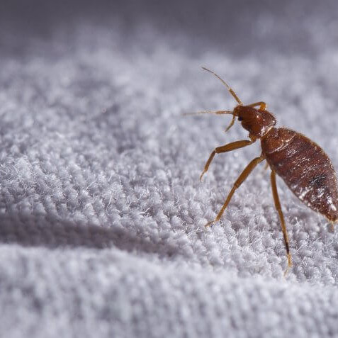 bed-bug-remedies-pest-rangers-tips