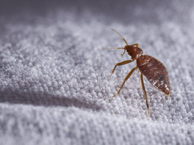7 Popular Home Remedies for Bed Bugs- Do They Work?