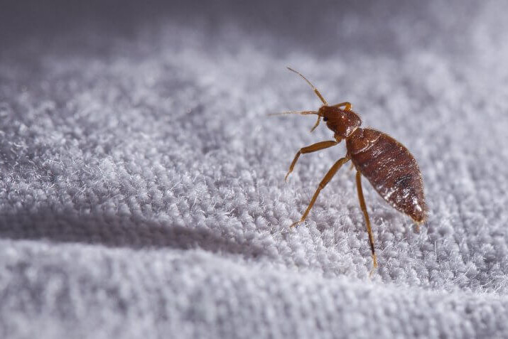7 Popular Home Remedies for Bed Bugs- Do They Work?