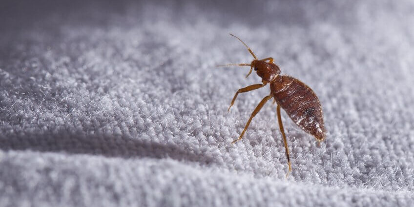 7 Popular Home Remedies for Bed Bugs- Do They Work?