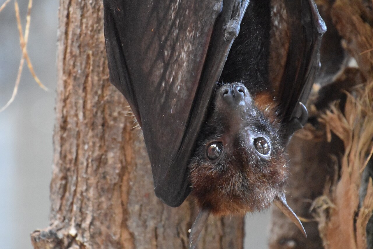 Seasonal Pests: Which are Most Common in What Months?-summer-pest-bat