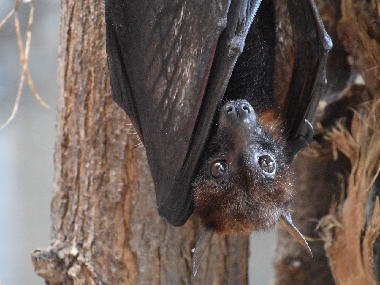 Seasonal Pests: Which are Most Common in What Months?-summer-pest-bat