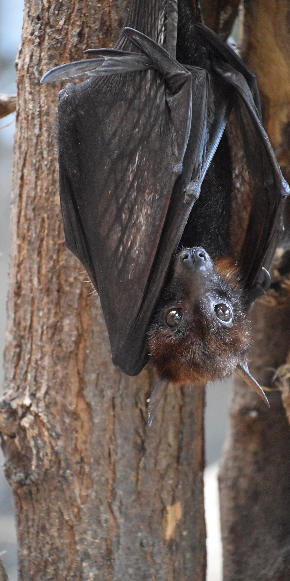 Seasonal Pests: Which are Most Common in What Months?-summer-pest-bat