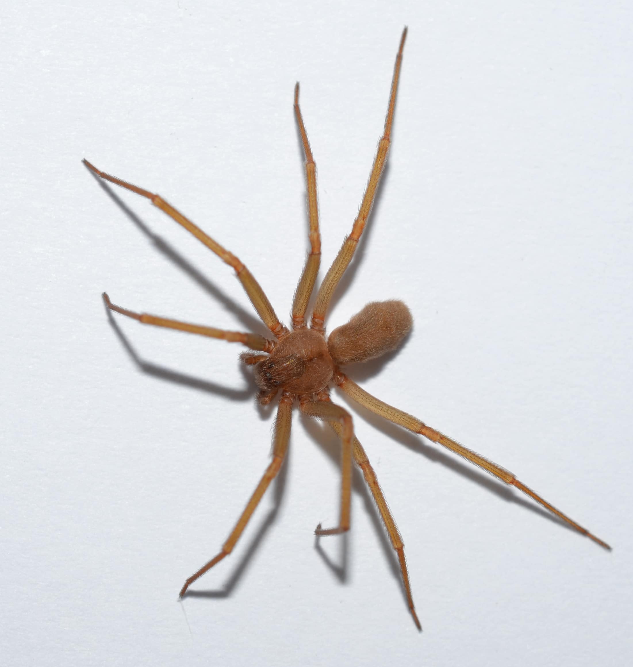 Seasonal Pests: Which are Most Common in What Months?- spring pest-spider