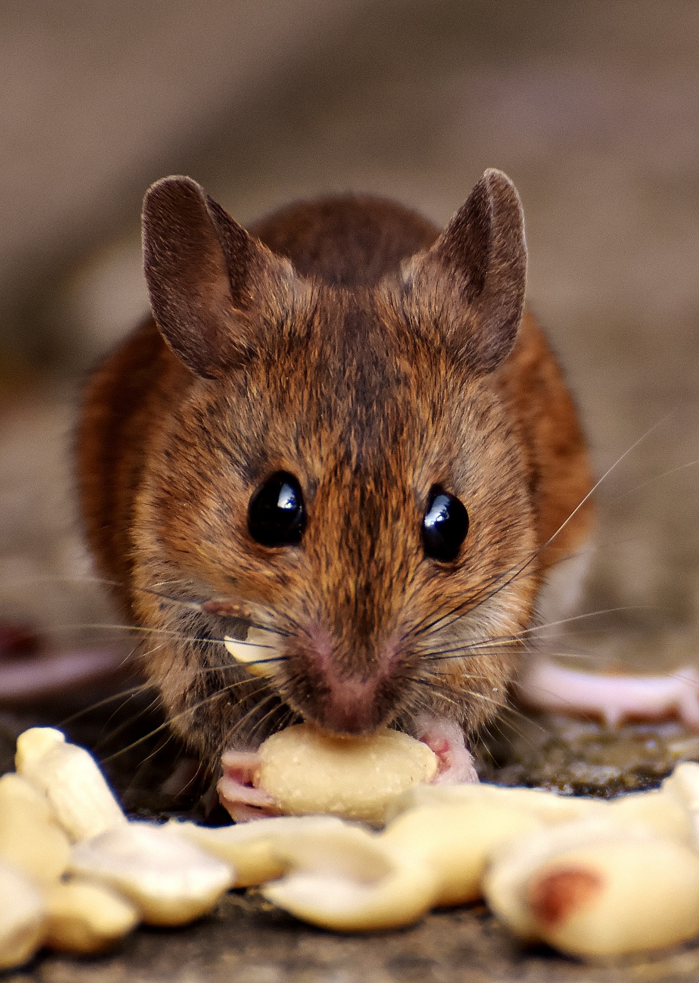 Seasonal Pests: Which are Most Common in What Months?- winter pests-rodents