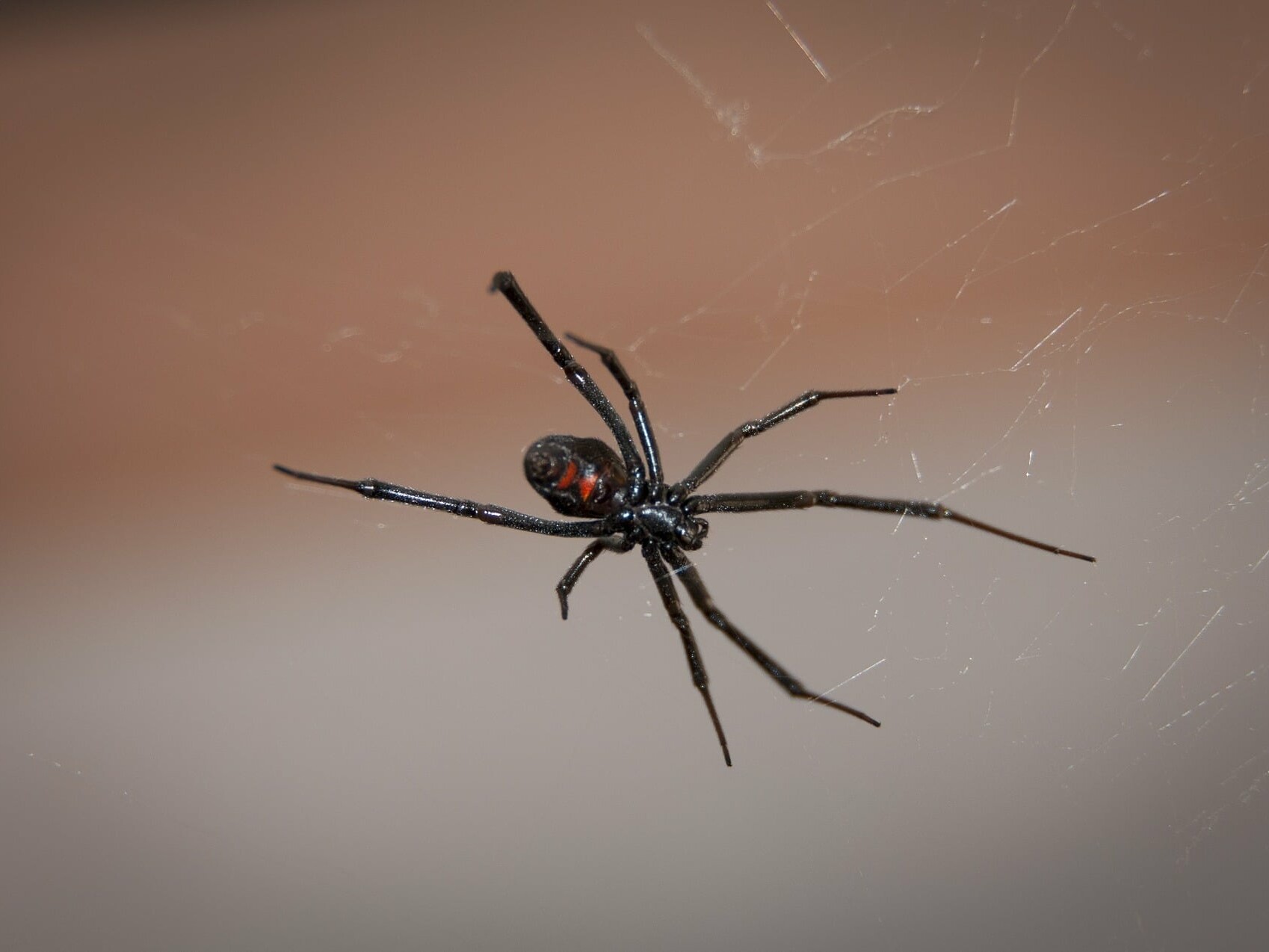harmless and poisonous spiders in Pennyslvania what tops the list- the poisonous black widow