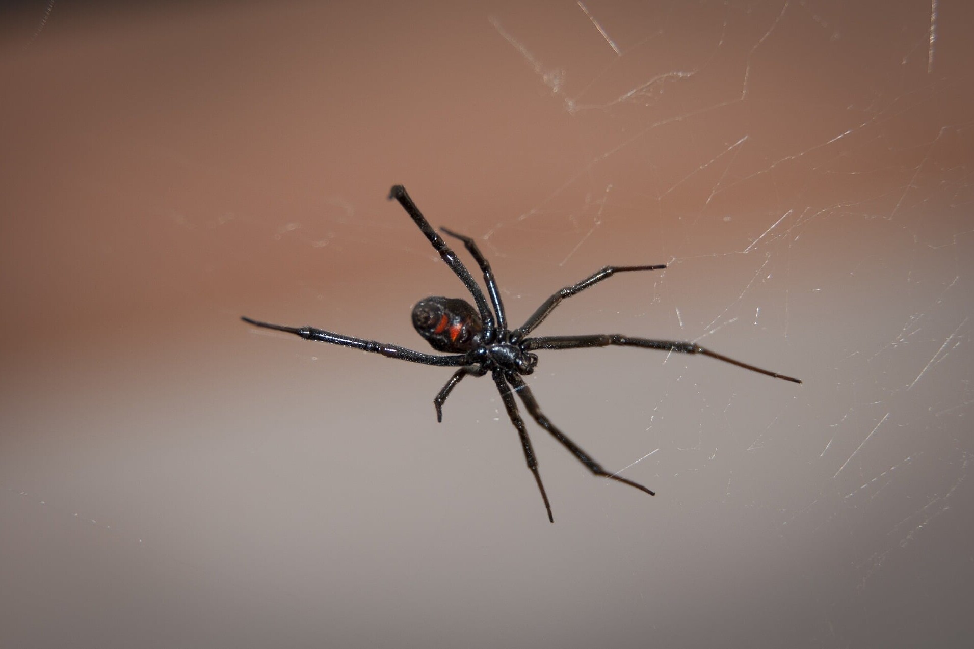 harmless and poisonous spiders in Pennyslvania what tops the list- the poisonous black widow