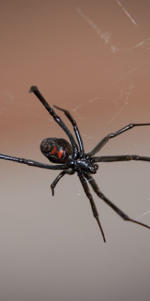 harmless and poisonous spiders in Pennyslvania what tops the list- the poisonous black widow