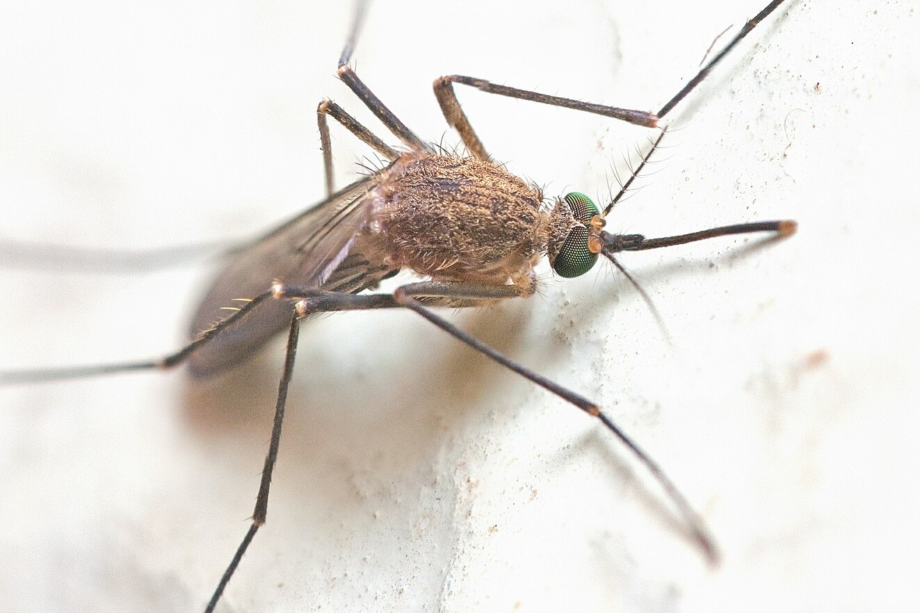 How To Mosquito Proof Your Property This Spring: Top 9 Q&As About Mosquitoes- a bite can carry disease